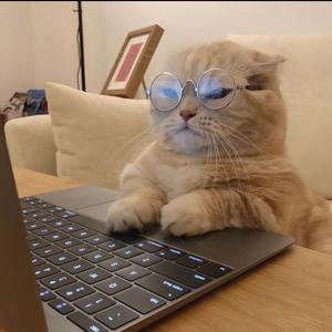 内是喵酱🌙头像