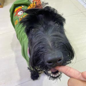 巨型雪纳瑞Skyler头像