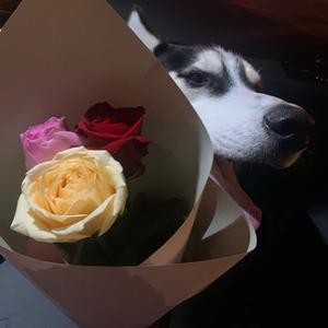 ✨艾维绮✨▶️头像