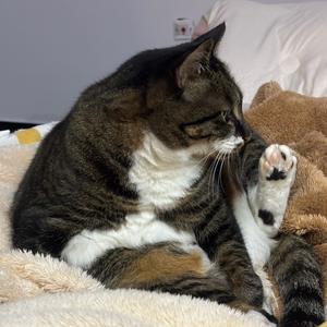 三三毛茸茸头像