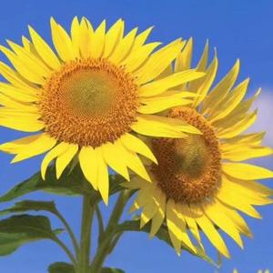 亚欧羽绒城滕总头像