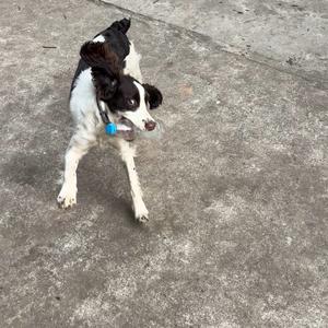 泡泡不是屁屁头像