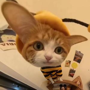 无敌拽喵踹飞大菠萝🌾头像