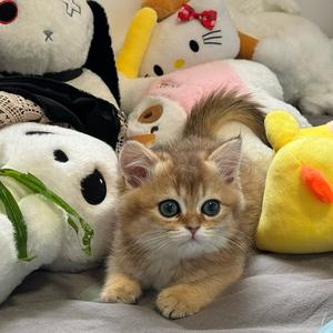 多宝是条狗头像