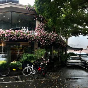 Begonia flower头像