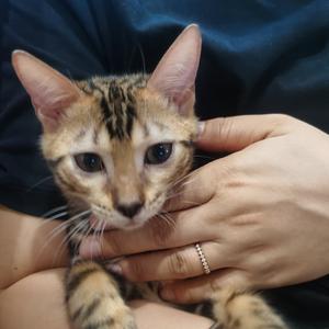 旻姐姐和金宝（豹）妹妹头像