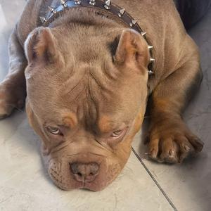 Black Rose🖤头像