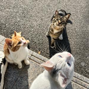 卡皮巴拉1024头像