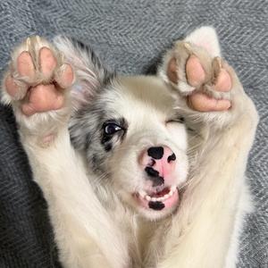 萌宠小点点头像