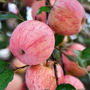 沂水县硕玲果蔬购销店（个体工商户）头像