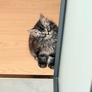 Star皆空（有猫版）头像