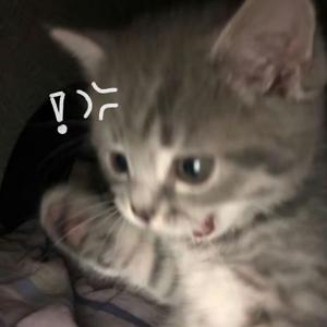 鱼虾一整婉头像