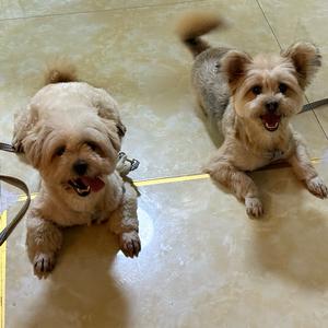 鑫橘一人🍗头像