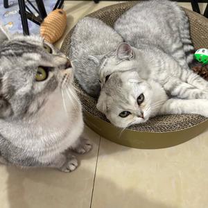 连连三只小宝头像