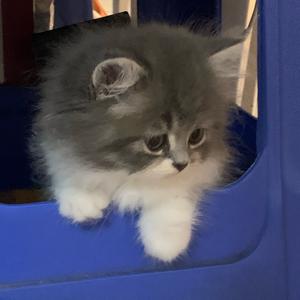 修染是桦呀头像