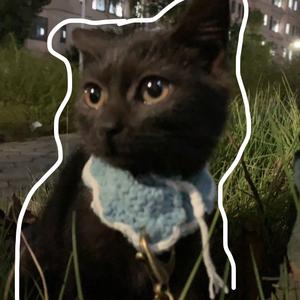 阿七阿万一只小黑喵头像