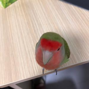 有一只叫小鸡的小鸡头像