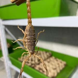 高老庄虫蝎养殖头像