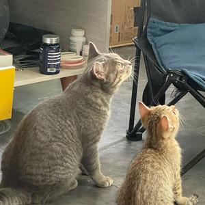 小咪与大胆头像