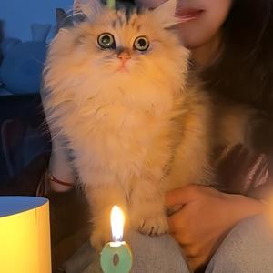 niuniu妞妞小宝（金渐层）🏠头像