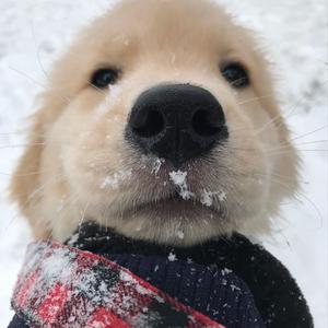 liarkzz_枣祐头像