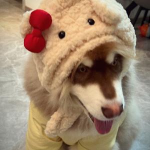 多宝不撕家头像