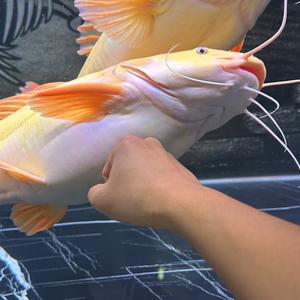 兔子爱养鱼&头像