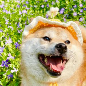 小柴柒喜头像