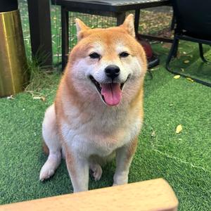 广州宠物山庄头像