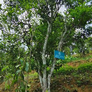 青山斗煨茶品牌创始人小容头像