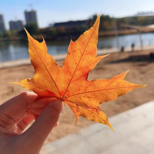 健健康康 顺顺利利头像