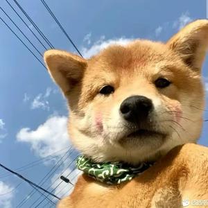 ޓ 🌸花开富贵 ޓ头像