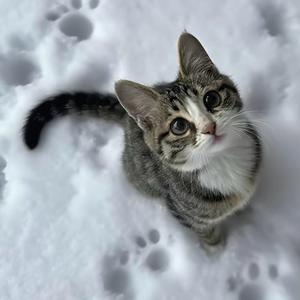 桂叶晨雾、头像