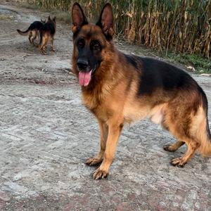 廊坊文安～霄涵德牧繁育基地头像