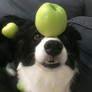 贪吃小狗鱼头像