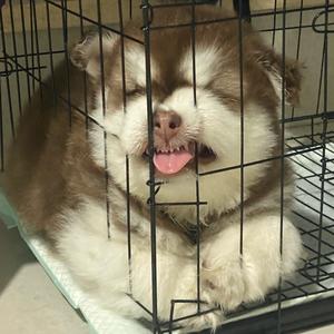 苏苏爱吃饭头像