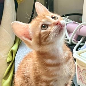 威震世界的猛虎头像