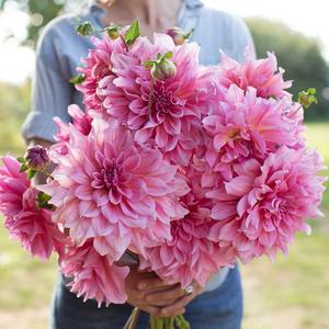 梦绘卷花卉苗木经营部头像