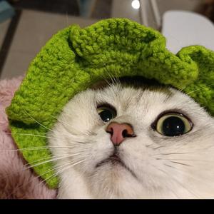 徐钢镚铲屎官头像