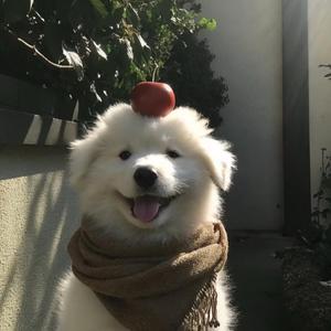 奶思兔米鱿头像