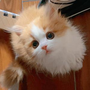 我叫苏酒酒头像