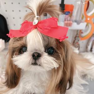 伊三柒·Pet头像