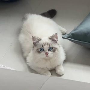 庆妹妹的宠物日记🐱头像