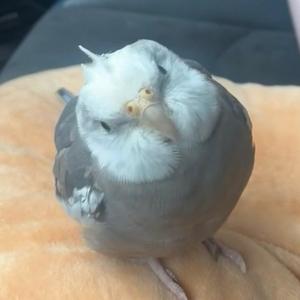 鸟宝叮叮当头像