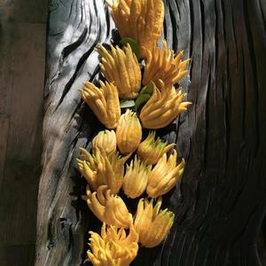 全福品-浙-金佛送福头像