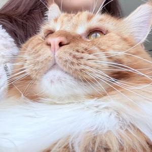 泡芙是个大脸猫头像