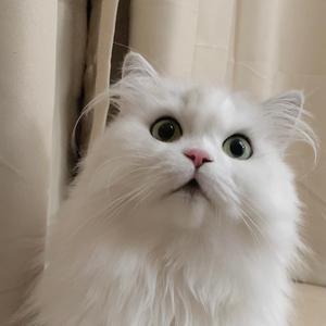 兜兜和妹妹是两只猫🐱头像