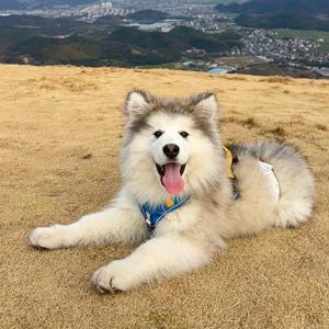 豆包包宝宝头像