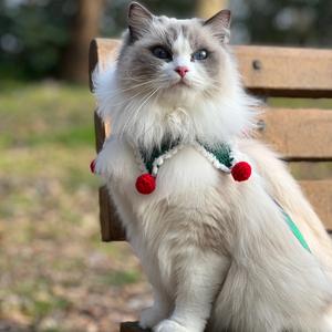 ivy是仙女猫😼头像