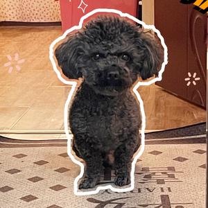 嘿子是只狗～头像